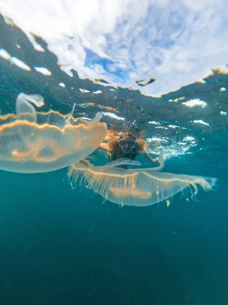 Jellyfish Tour