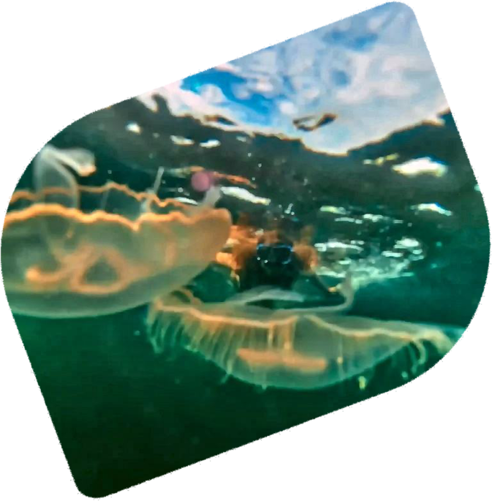 Jellyfish Tour