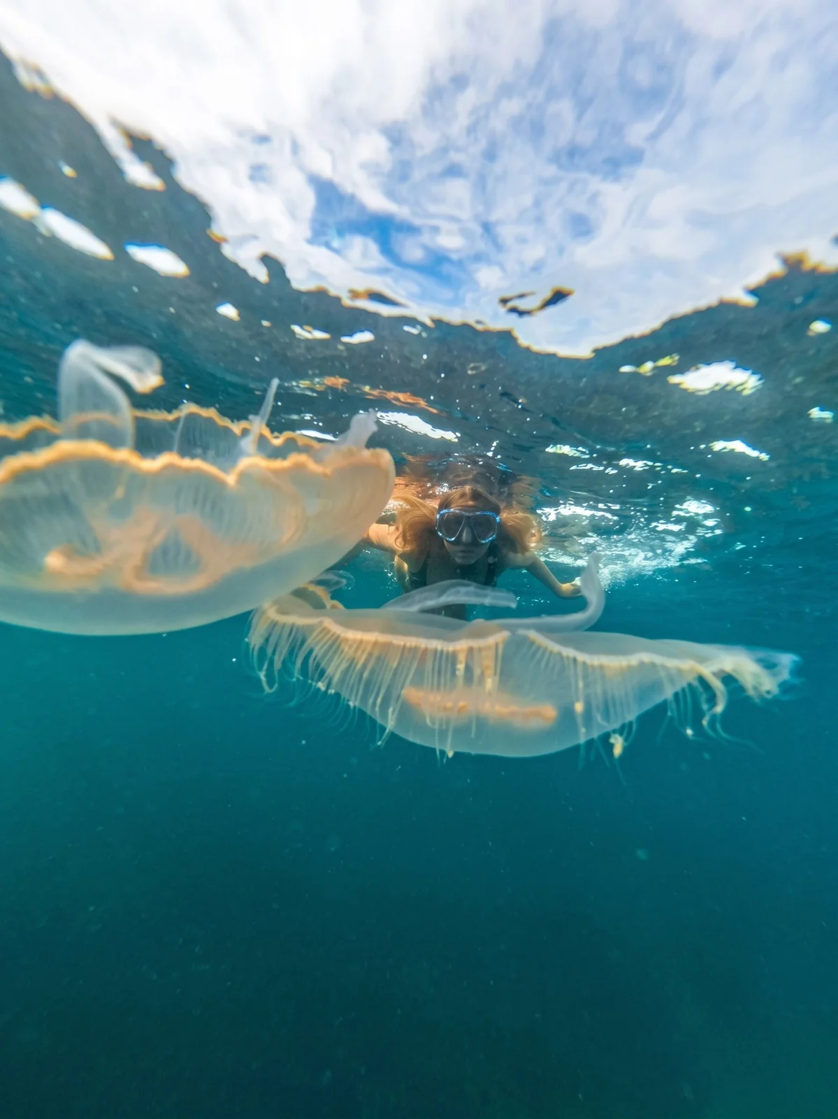Jellyfish Tour
